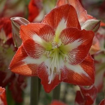 Hippeastrum 'Minerva' (262946)