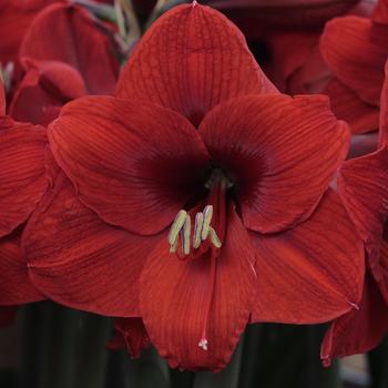 Hippeastrum 'Olaf' (262948)