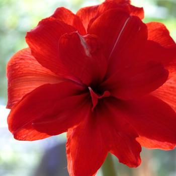 Hippeastrum 'Double King' (262952)