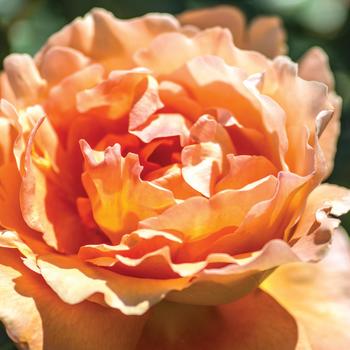 Rosa 'Bronze Star™' (262964)