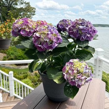 Hydrangea macrophylla 'Mathilda Gutges' (263170)