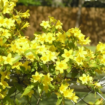 Gelsemium sempervirens 'Pride Of Augusta' 