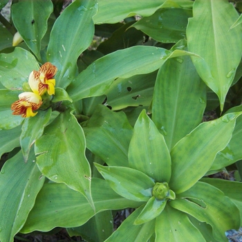 Callisia repens