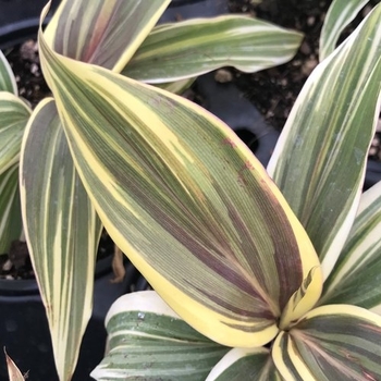 Cordyline fruticosa 'Chocolate Queen' 