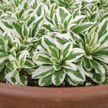 Arabis sturii 'Arctic Fox' (264352)