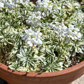 Arabis sturii 'JC Select' PPAF