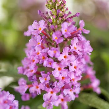 Buddleia davidii Baby Buzz® 'Candy pink' (264361)