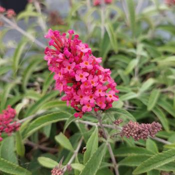 Buddleia davidii 'SFF21-062' 