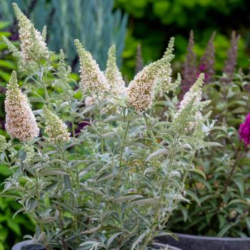 Buddleia davidii 'Tobud072' PP23464