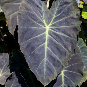 Colocasia esculenta Royal Hawaiian® 'Hawaiian Luau' (264376)