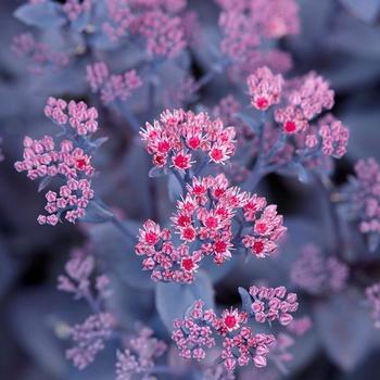 Sedum 'Ruby' 