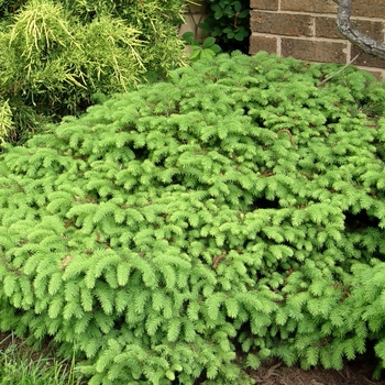 Picea abies 'Nidiformis' 