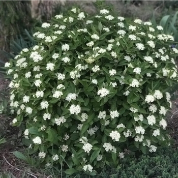 Viburnum burejaeticum 'PO17S' 