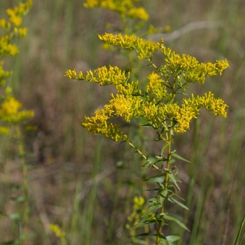 Solidago odora