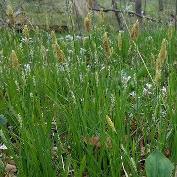 Carex woodii