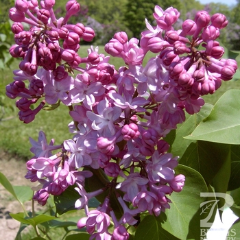 Syringa vulgaris 'Charles Joly' 