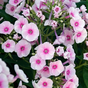 Phlox paniculata 'Pro Baby Doll' 