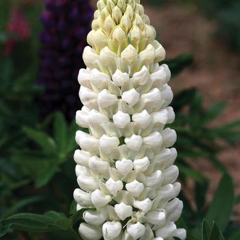 Lupinus polyphyllus 'Polar Princess' 