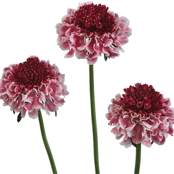 Scabiosa columbaria 'Pink' 