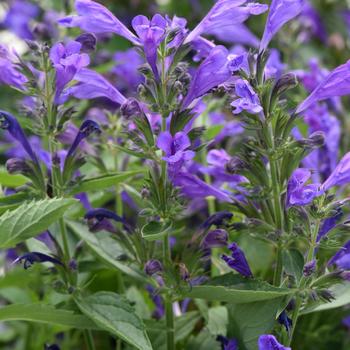 Nepeta subsessilis Prelude™ '' (264919)