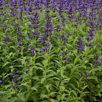 Nepeta subsessilis Prelude™ '' (264920)