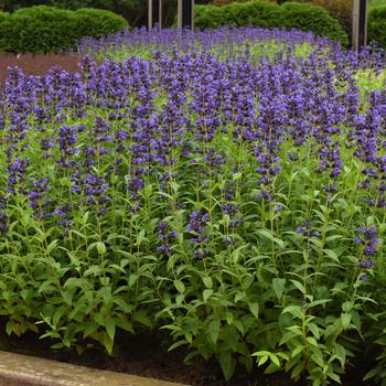 Nepeta subsessilis 'Balprelurp' PP33997