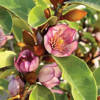 Magnolia laevifolia J'Adore™ 'Heaven Scent'