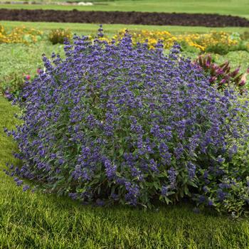 Caryopteris x clandonensis 'Emerald Crest' (264937)