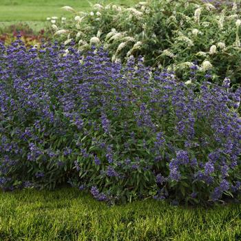 Caryopteris x clandonensis 'Emerald Crest' (264938)