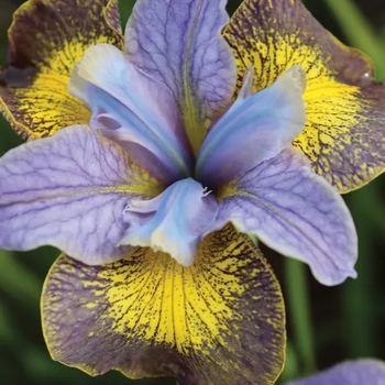 Iris sibirica 'Uncorked' 