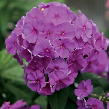 Phlox paniculata 'Lilac' PPAF