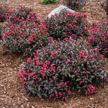 Weigela 'Electric Love®' 