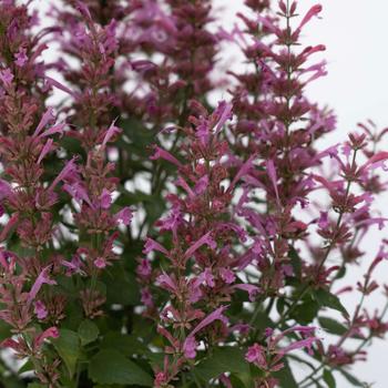 Agastache mexicana Summerlong™ '' (265041)