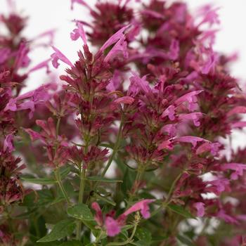 Agastache mexicana Summerlong™ '' (265043)