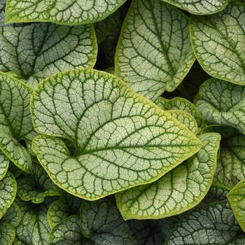 Brunnera macrophylla 'Frostline' (265053)