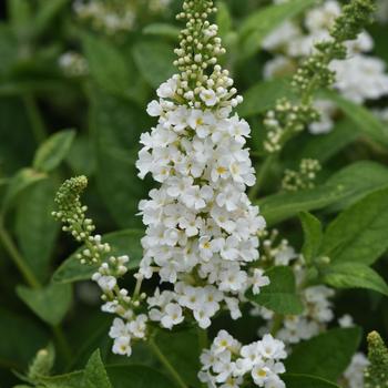 Buddleia davidii Chrysalis™ '' (265058)