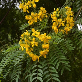 Cassia leptophylla