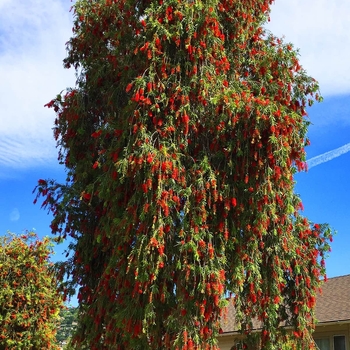 Callistemon viminalis