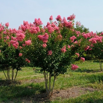 Lagerstroemia 'Miami' 