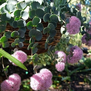 Sedum rubrotictum 'Pork and Beans' 