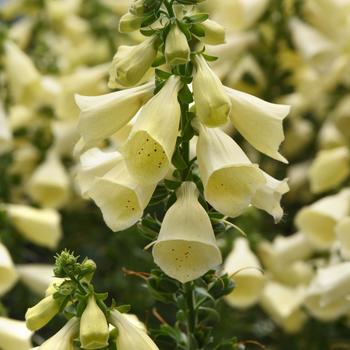 Digitalis 'Balroxleam' PPAF