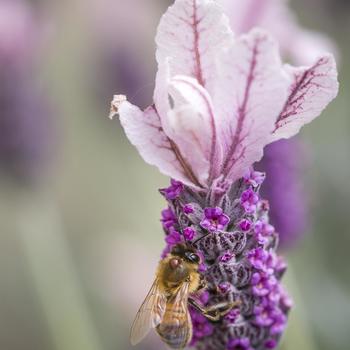 Lavandula stoechas ssp. pendunculata 'Ghostly Princess' (265195)