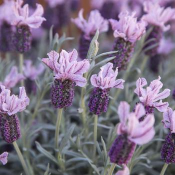 Lavandula stoechas ssp. pendunculata 'Ghostly Princess' (265196)