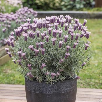 Lavandula stoechas ssp. pendunculata 'Ghostly Princess' (265197)