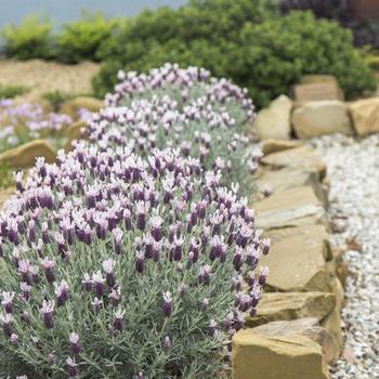 Lavandula stoechas ssp. pendunculata 'Ghostly Princess' (265199)