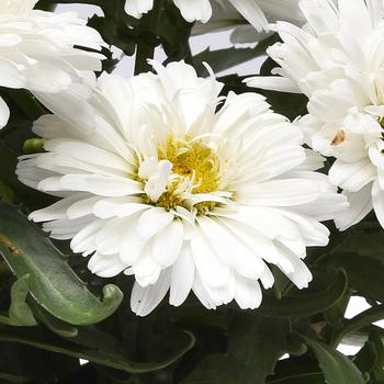 Leucanthemum x superbum Make My Daisy™ 'Crazy' (265203)