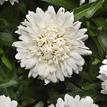 Leucanthemum x superbum Make My Daisy™ 'Crazy' (265204)