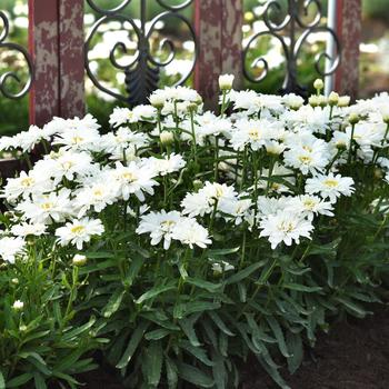 Leucanthemum x superbum Make My Daisy™ 'Crazy' (265205)