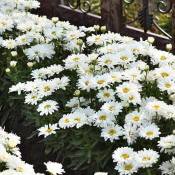 Leucanthemum x superbum Make My Daisy™ 'Crazy' (265206)