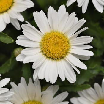 Leucanthemum x superbum Make My Daisy™ 'Happy' (265207)